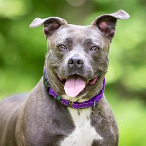Olive, Pit Bull Terrier, adult, available for adoption