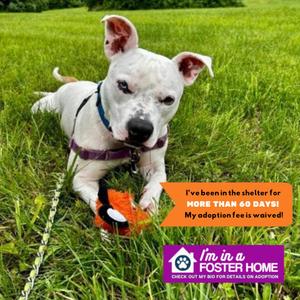Spike, Pit Bull Terrier, adult, available for adoption