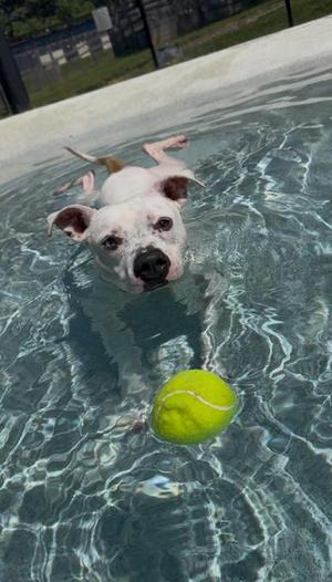 A white dog with black spots swimming in a pool with a yellow tennis ball.