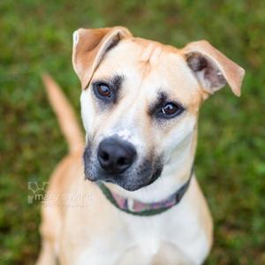 Tina, Pit Bull Terrier, adult, available for adoption