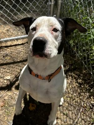 Tank, Mixed Breed, adult, available for adoption