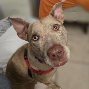 A close-up of a dog with a brown coat, wearing a red collar, looking up at the camera with its ears perked up.