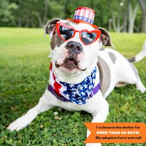 Quinnly, Pit Bull Terrier, senior, available for adoption