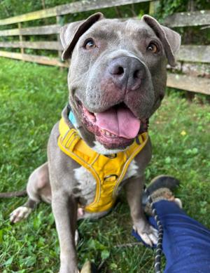 Sky, Pit Bull Terrier, adult, available for adoption
