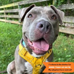 Sky, Pit Bull Terrier, adult, available for adoption