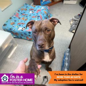 Tunie, Mixed Breed, adult, available for adoption