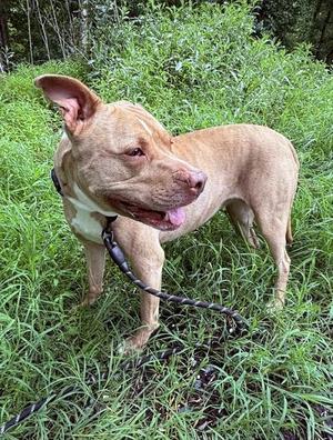 Brenda, Pit Bull Terrier, adult, available for adoption