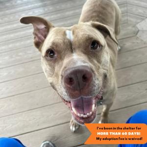Brenda, Pit Bull Terrier, adult, available for adoption