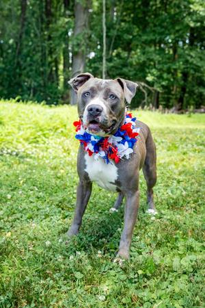 Ariana, Pit Bull Terrier, adult, available for adoption