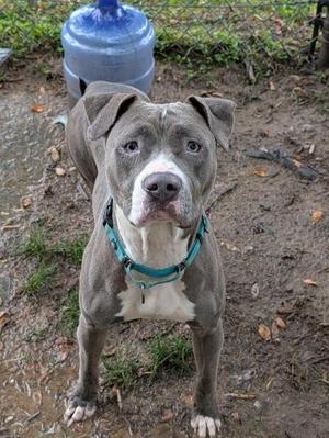 A grey and white pitbull dog with a blue collar standing on dirt.