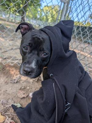 A black dog wearing a black hoodie, sitting behind a chain-link fence.