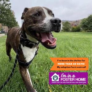 Lil Dude, Boxer, adult, available for adoption