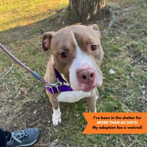 Hunter, Mixed Breed, adult, available for adoption