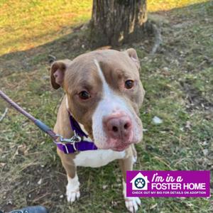Hunter, Mixed Breed, adult, available for adoption