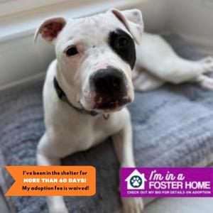 True, Mixed Breed, adult, available for adoption