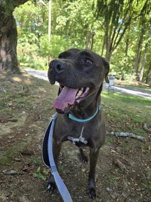 A black dog with a blue collar and leash, standing in a wooded area with trees and a path in the background.