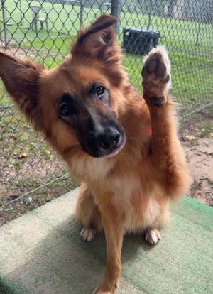 Melanie, Mixed Breed / Shepherd, adult, available for adoption