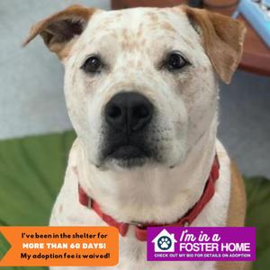 Moose, Australian Cattle Dog / Blue Heeler, adult, available for adoption