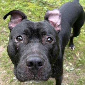 Flapjack, Mixed Breed, adult, available for adoption