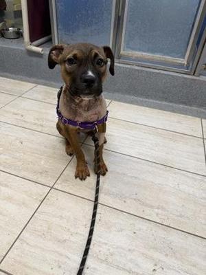 Nesta, Pit Bull Terrier, young, available for adoption