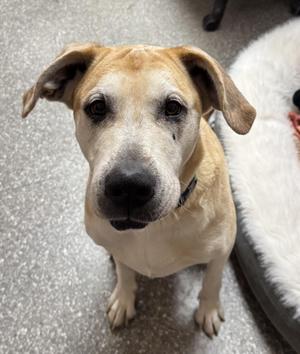 Grace, Great Dane, adult, available for adoption