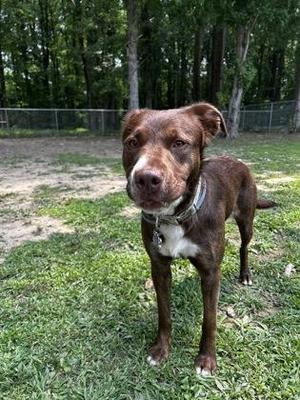 Mocha, Labrador Retriever, young, available for adoption