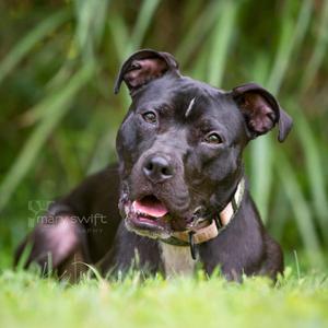 Ellie, Mixed Breed, young, available for adoption