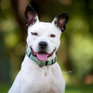 Miles, Pit Bull Terrier, adult, available for adoption