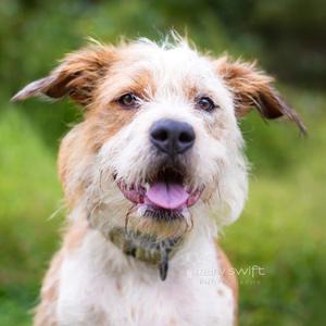 Remi Rose, Australian Shepherd, adult, available for adoption