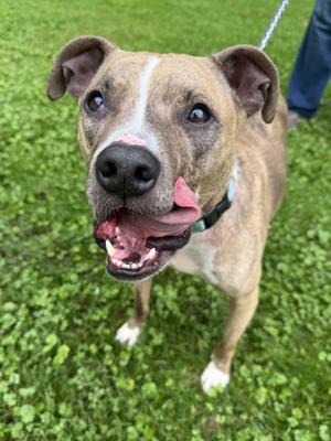 Rocky, Pit Bull Terrier, adult, available for adoption