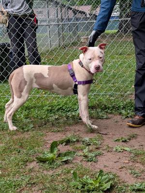 Ella, Pit Bull Terrier, young, available for adoption