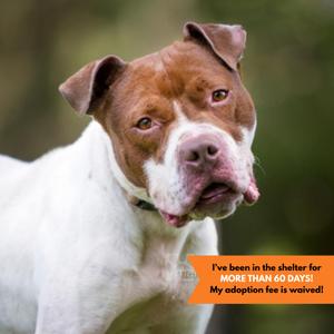 Blaze, Pit Bull Terrier, adult, available for adoption