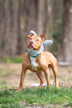 Benito, Pit Bull Terrier, adult, available for adoption