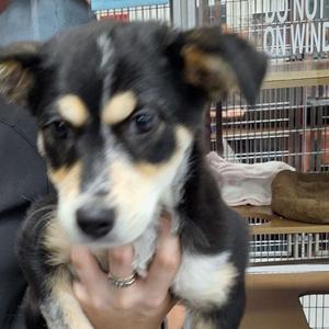 Baylee, Husky / Mixed Breed, young, available for adoption
