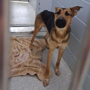 a brown and black dog standing in a kennel
