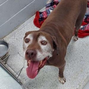 Kirby, Labrador Retriever / Mixed Breed, senior, available for adoption