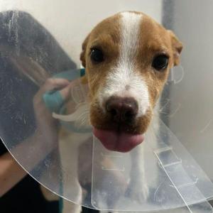 Lexi, Bull Terrier / Mixed Breed, young, available for adoption