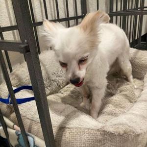Bernie, Papillon, senior, available for adoption