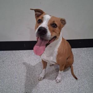 A brown and white dog sitting on a gray floor with its tongue out.