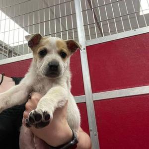 Banjo, Cattle Dog / Mixed Breed, young, available for adoption