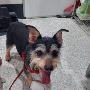 Annie, Terrier, senior, available for adoption