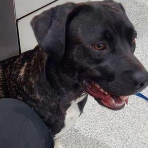 Holly, Pit Bull Terrier, adult, available for adoption