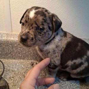 Blueberry, Australian Cattle Dog / Blue Heeler, young, available for adoption