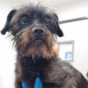 Balto, Terrier, adult, available for adoption