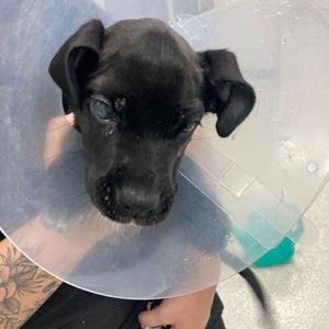 Bubbles, Labrador Retriever / Mixed Breed, young, available for adoption