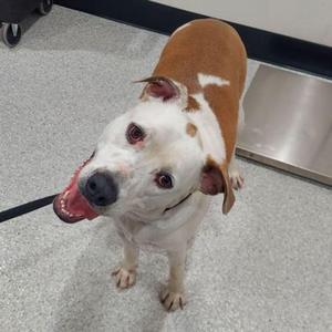 A brown and white dog with a black nose and floppy ears is standing on a gray floor, looking up with its mouth open and tongue out.