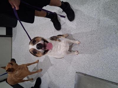 Adell, Australian Cattle Dog / Blue Heeler / Pit Bull Terrier, adult, available for adoption
