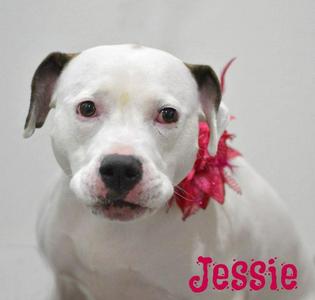 A white pit bull with brown ears wears a pink flower decoration around its neck. The dog's name, "Jessie", is written in pink script on the lower right side of the image.