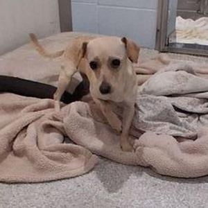 A light-colored dog standing on a blanket in a shelter