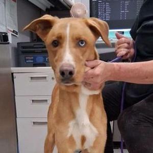 Apollo, German Shepherd Dog / Mixed Breed, adult, available for adoption